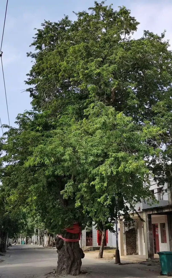 CBA盘口与数据深度__今日CBA盘口分析·大小分策略·球队档案向往的渔村 到东方除了看球还能这样玩！