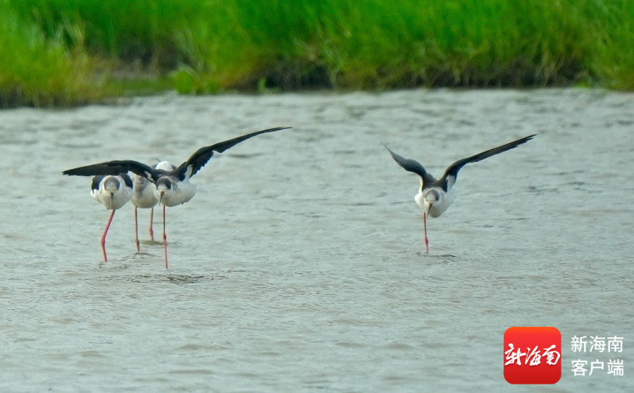 鸟界“超模”黑翅长脚鹬海口“走秀”，大长腿直接霸屏了!