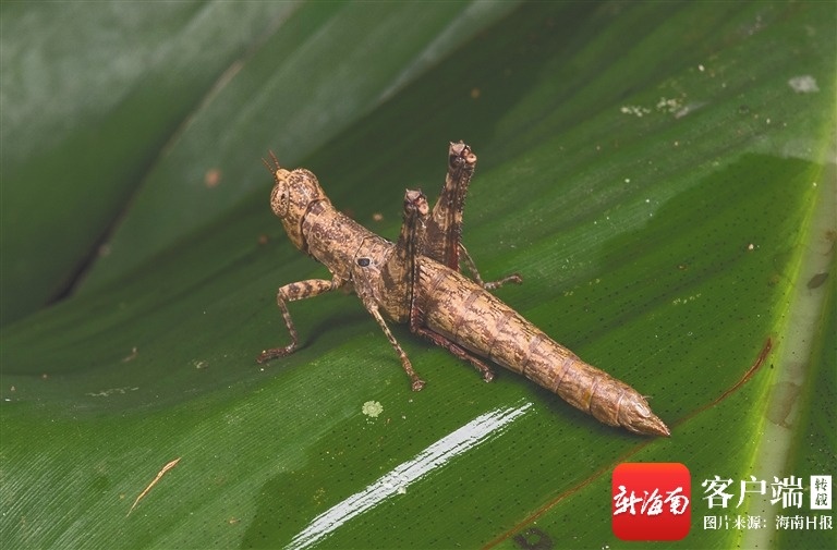 “虫”新发现 海南热带雨林藏新客