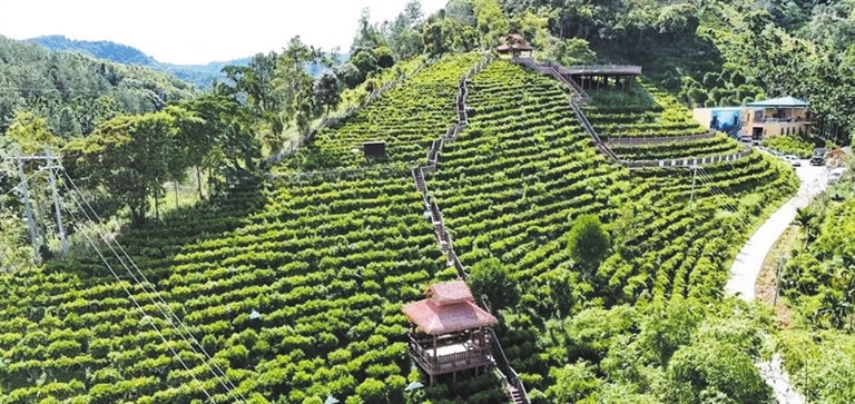 五指山：高山云雾育新