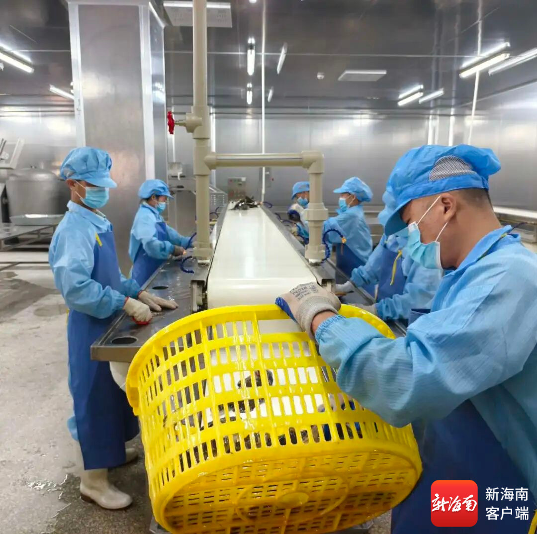 万宁：借助更先进的加工技术 让海鲜“游”向全国餐桌