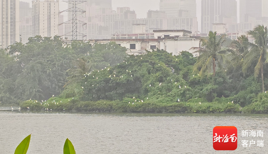 海口红城湖来了大量“北方飞客”,专家:系白鹭等迁徙鸟类