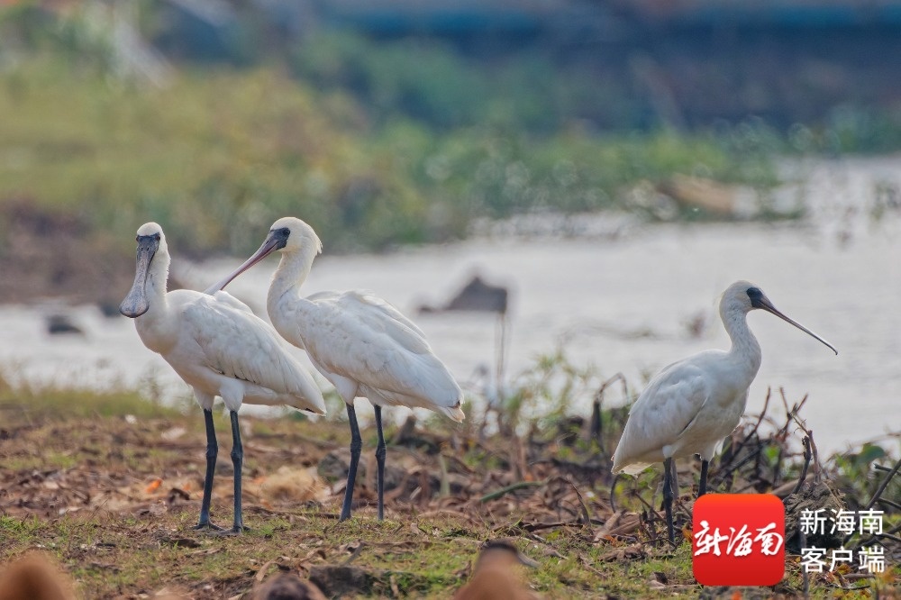 来了！海口博养村迎来“贵客”3只黑脸琵鹭翩然而至