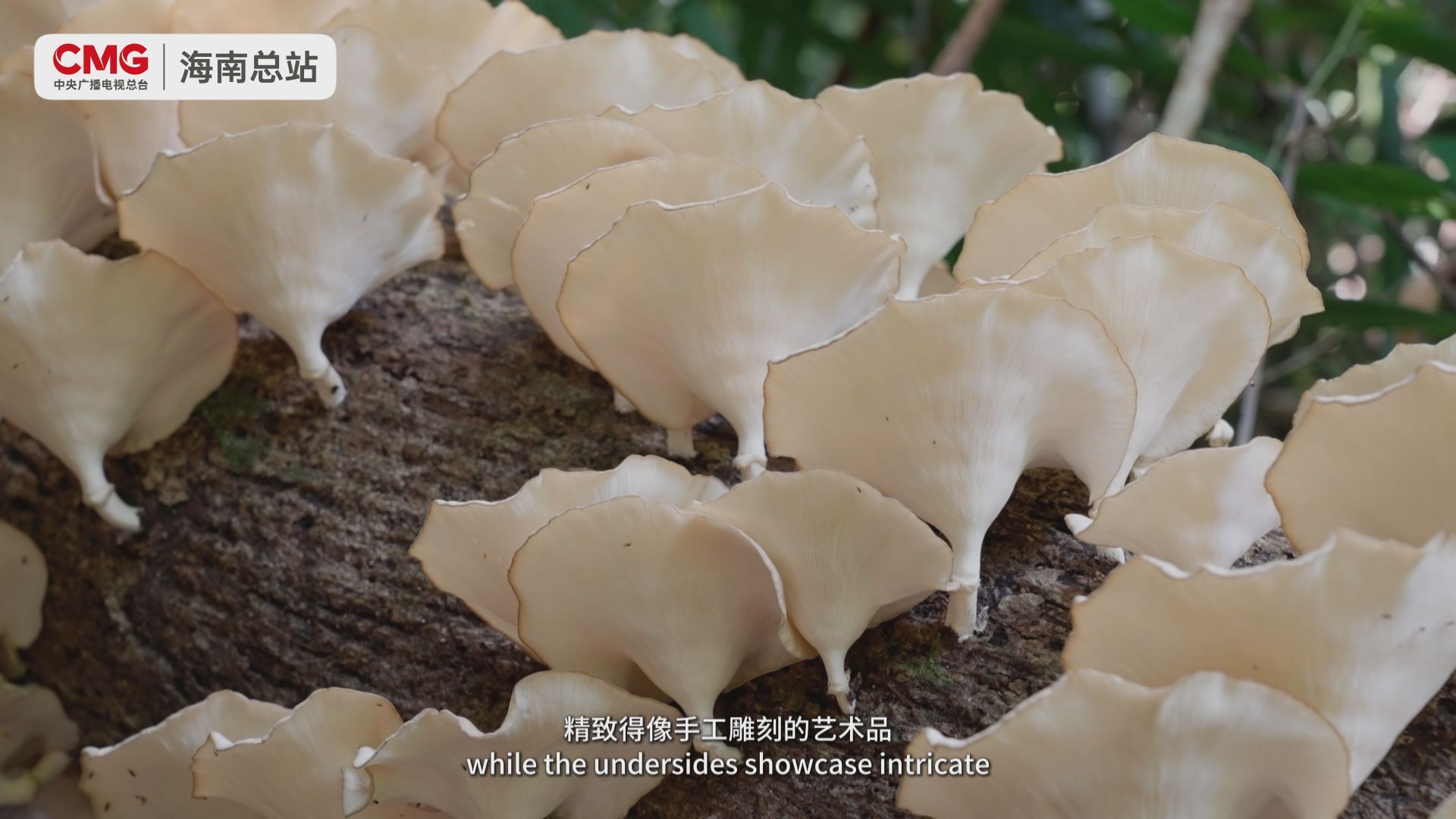 海南热带雨林里的这群朽木“精灵”你见过吗?