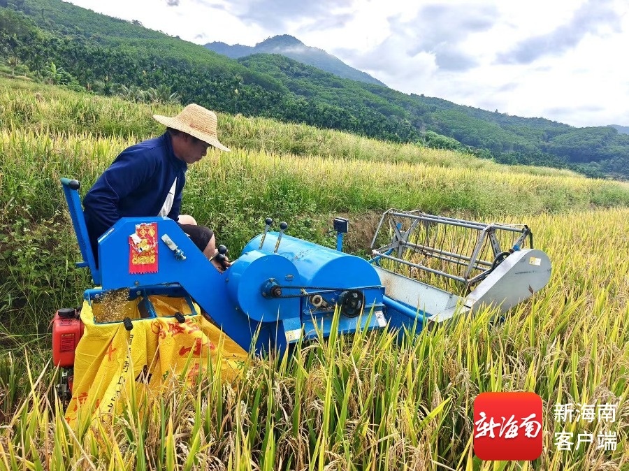 风吹麦浪穗飘香 五指