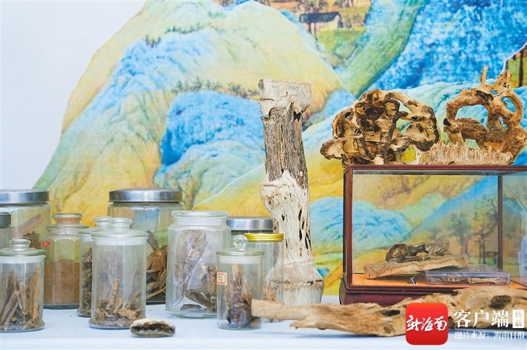 澄迈：种好“一棵树”育出全链条