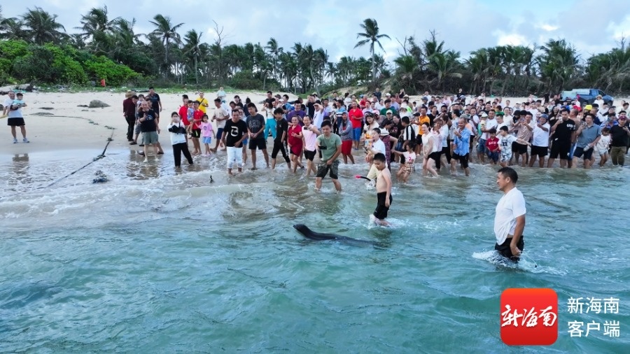 海豹“阿侬”恋上文昌这片海