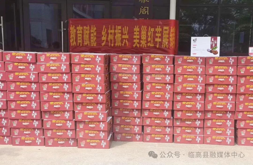 临高多文美巢村:致富路上“芋”飘香 特色产业助增收(临高县多文镇美文村) 临高