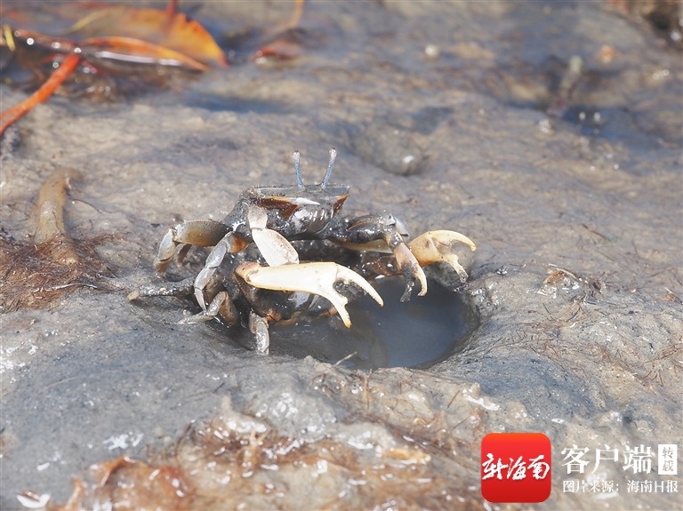115种螃蟹!东寨港红树林为蟹类提供丰富生境