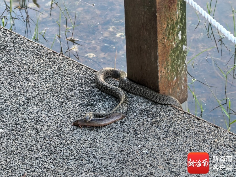 海口滨海公园池塘边惊现草花蛇 公园管理方将联动消防处理