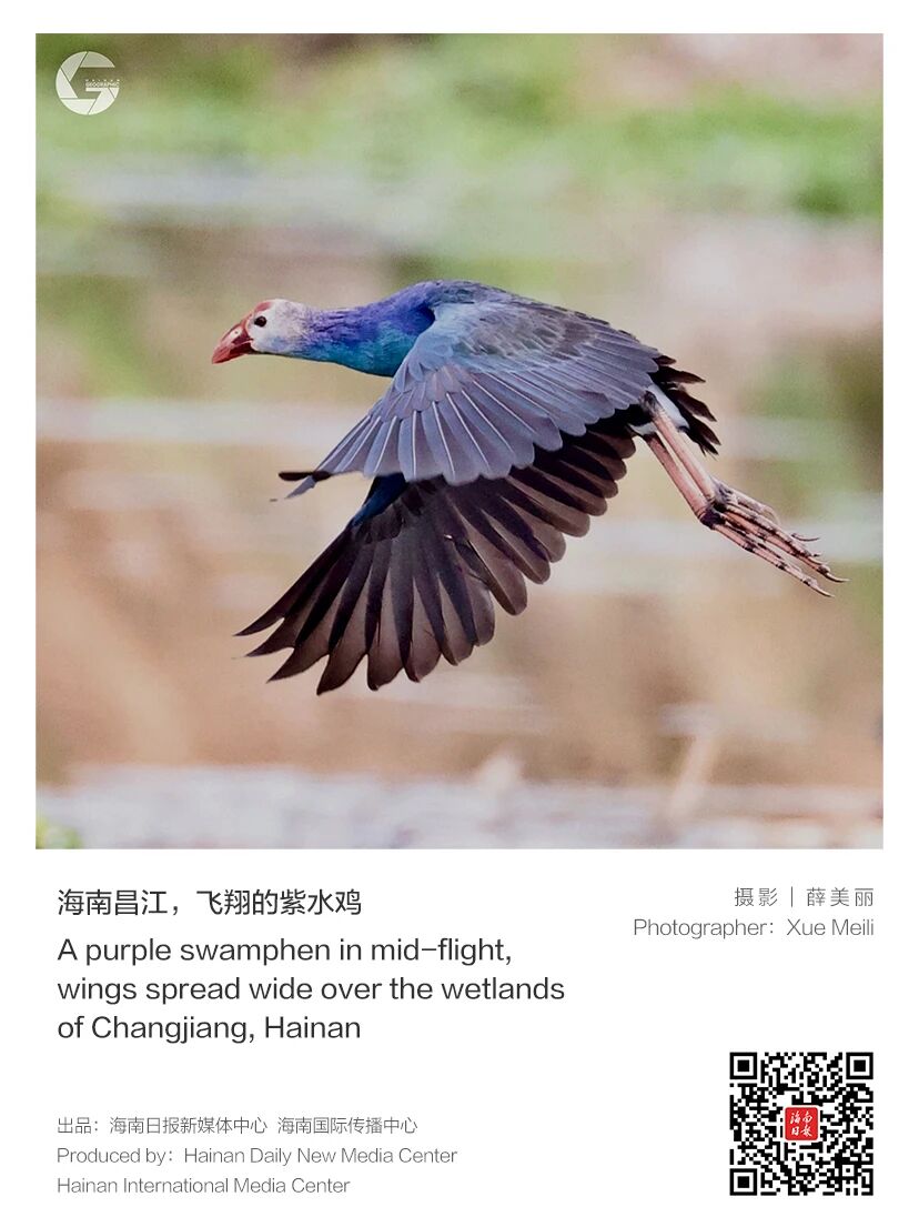 海南这群“湿地精灵”，灵动又萌趣!