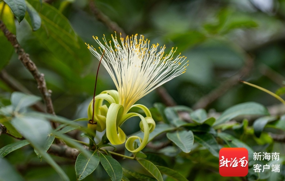 金穗垂枝 澄迈保良古村一株“发财树”惊艳绽放