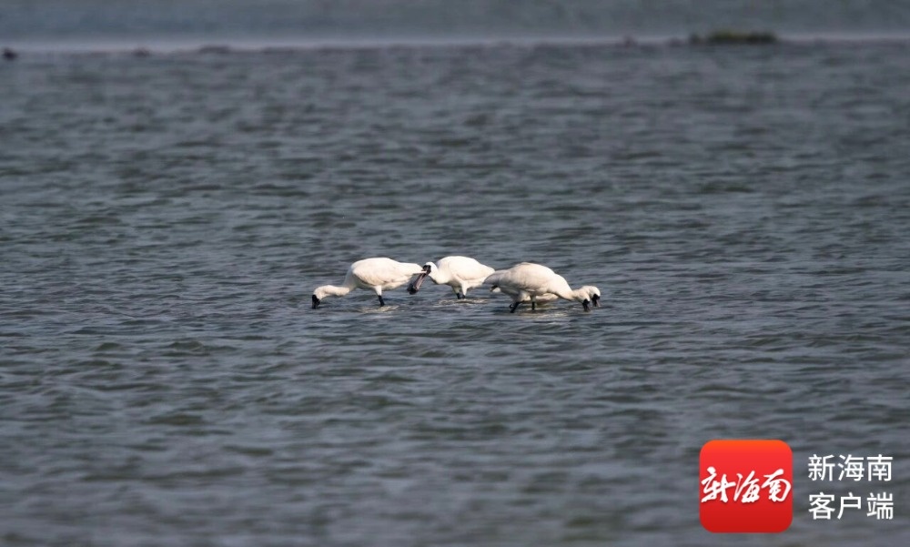 好环境引来“珍贵客人”黑脸琵鹭“打卡”乐东莺歌海湿地