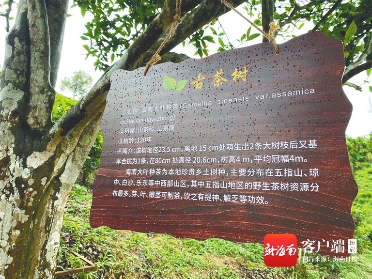 今年海南將對古樹名木全面實施掛